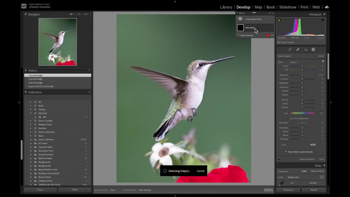 AI subject selection highlighting the hummingbird