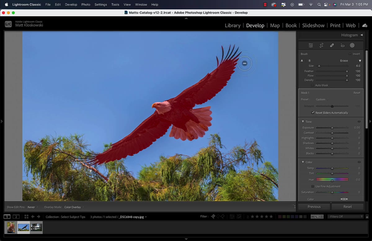 Large feathered brush being moved along subject&rsquo;s wing edge